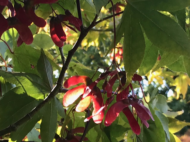sycamore