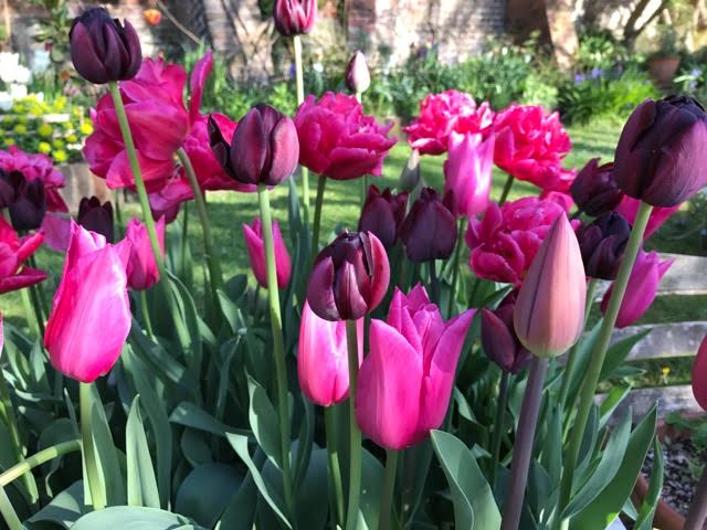 tulips