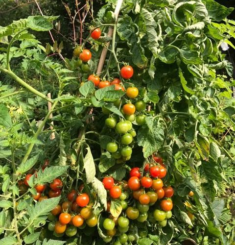 tomatoes